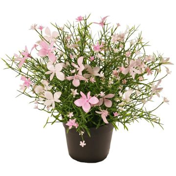 Fiore decorativo Impatiens GISINDA in vaso decorativo, rosa-crema, 25 cm