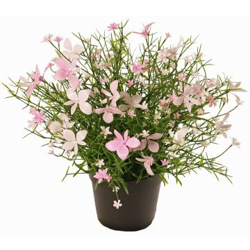 Fiore decorativo Impatiens GISINDA in vaso decorativo, rosa-crema, 25cm Fiore decorativo Impatiens GISINDA in vaso decorativo, rosa-crema, 25cm
