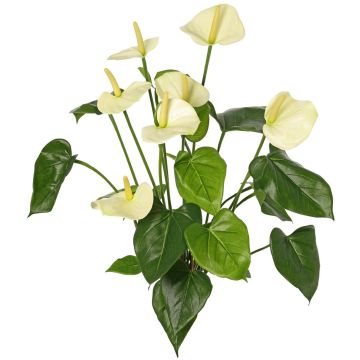 Anthurium artificiale NAKITA su bastoncino, crema, 50 cm