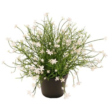Fiore decorativo Impatiens GISINDA in vaso decorativo, bianco, 25 cm