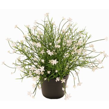 Fiore decorativo Impatiens GISINDA in vaso decorativo, bianco, 25cm Fiore decorativo Impatiens GISINDA in vaso decorativo, bianco, 25cm