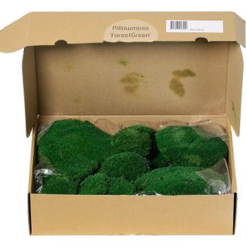 Muschio vero SEETHA, verde, 800 g, 0,15 m2