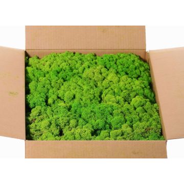 Muschio islandese vero SVEINBJÖRN, verde mela, 5kg