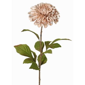 Dalia vellutata TINFAS, rosa pallido, 60cm, Ø13cm Dalia vellutata TINFAS, rosa pallido, 60cm, Ø13cm
