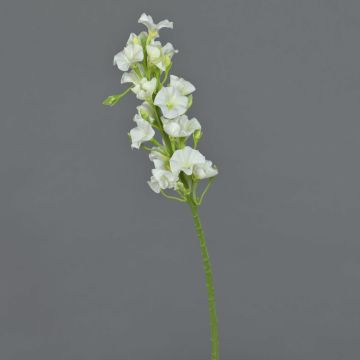 Phlox finto ALSA, bianco, 35cm, Ø5cm