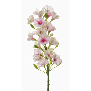 Phlox finto ALSA, bianco-rosa, 35cm, Ø6cm