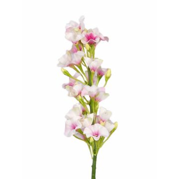 Phlox finto ALSA, bianco-rosa, 35cm, Ø5cm