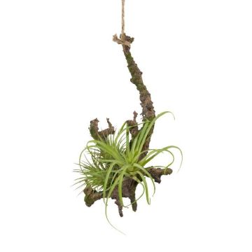Composizione decorativa Tillandsia stricta SNARFY su ramo, pendente, verde, 15x16 cm