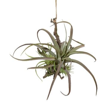 Composizione decorativa Tillandsia stricta SNARFY su ramo, pendente, verde, 21x27 cm
