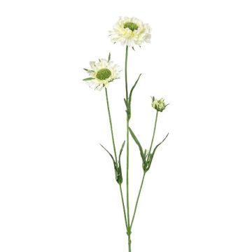 Ramo decorativo scabiosa ATLENTO, bianco, 65 cm Ramo decorativo scabiosa ATLENTO, bianco, 65 cm