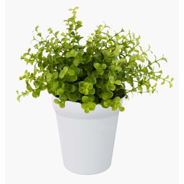 Eucalipto finto JOSHUA, in vaso di ceramica , verde, 20cm, Ø17cm Eucalipto finto JOSHUA, in vaso di ceramica , verde, 20cm, Ø17cm