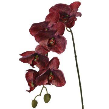 Orchidea Phalaenopsis artificiale LARDUEN, rosso bordeaux, 80 cm
