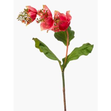 Fiore artificiale Medinilla NIVARD, corallo, 110 cm