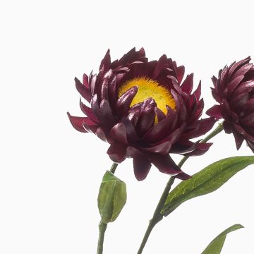 Ramo decorativo fiore di paglia SNAVIK, viola, 70 cm