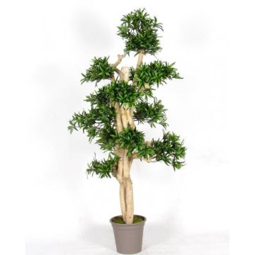 Podocarpus decorativo MIRANA, tronco naturale, verde, 150 cm - Made in Italy