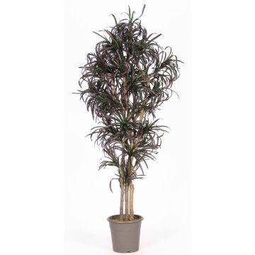 Dracaena Marginata KIMANORA, tronchi naturali, verde-rosso, 175 cm - Made in Italy