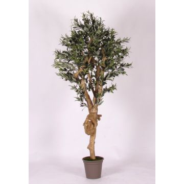 Olivo finto JACOBO, tronco vero, con frutti, 175 cm - Made in Italy Olivo finto JACOBO, tronco vero, con frutti, 175 cm - Made in Italy