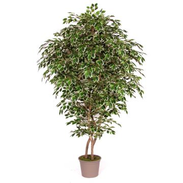 Ficus benjamina artificiale NEVANTA, tronchi reali, verde-bianco, 250 cm - Made in Italy Ficus benjamina artificiale NEVANTA, tronchi reali, verde-bianco, 250 cm - Made in Italy