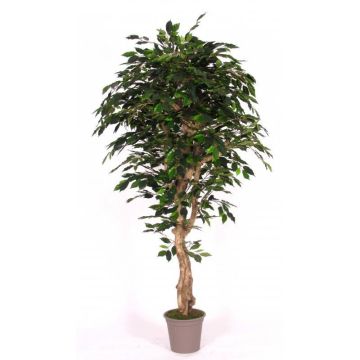 Ficus Benjamini artificiale YANEXY, tronchi naturali, verde, 175 cm - Made in Italy