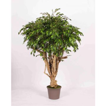 Ficus benjamina artificiale LISENKA, tronchi reali, verde, 225cm - Made in Italy Ficus benjamina artificiale LISENKA, tronchi reali, verde, 225cm - Made in Italy