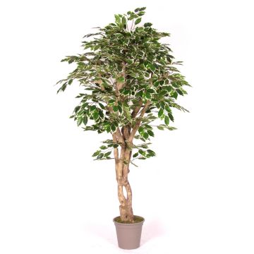 Ficus Benjamini artificiale YANEXY, tronchi naturali, verde-bianco, 175 cm - Made in Italy