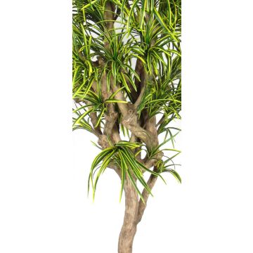 Dracaena Reflexa Jamaica KOLOMBINE artificiale, tronco vero, verde-giallo, crossdoor, 175 cm - Made in Italy