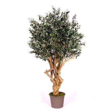 Olivo artificiale COTARIO, tronco vero, con frutti, 200 cm - Made in Italy
