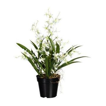 Fiore artificiale Oncidium Orchidea GLIMBAR, radici, bianco-verde, 60 cm Fiore artificiale Oncidium Orchidea GLIMBAR, radici, bianco-verde, 60 cm