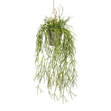 Pianta artificiale Rhipsalis SKRAKY, vaso decorativo, sospesa, verde, 60 cm