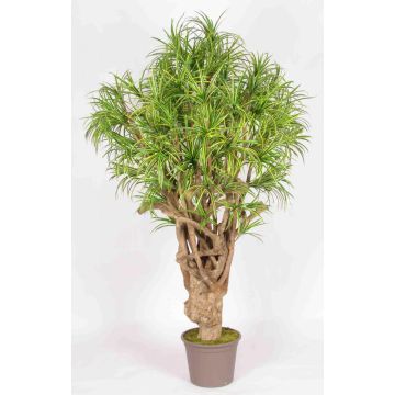 Dracaena Reflexa Jamaica artificiale KAREG, tronco reale, verde-giallo, crossdoor, 225 cm - Made in Italy