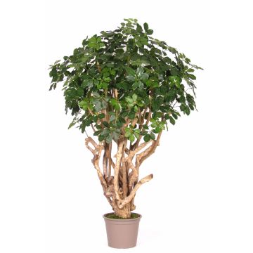 Schefflera artificiale TIERNO, tronco vero, verde, 200 cm - Made in Italy