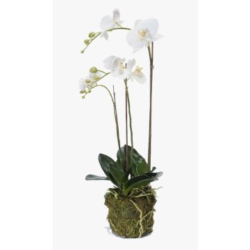 Orchidea finta PABLA con terriccio, bianco, 70cm, Ø7-12cm