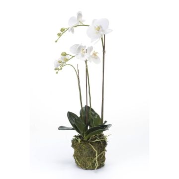 Orchidea finta PABLA con terriccio, bianco, 70cm, Ø7-12cm Orchidea finta PABLA con terriccio, bianco, 70cm, Ø7-12cm