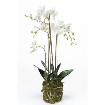 Orchidea finta PABLA con terriccio, bianco, 80cm, Ø8-11cm Orchidea finta PABLA con terriccio, bianco, 80cm, Ø8-11cm