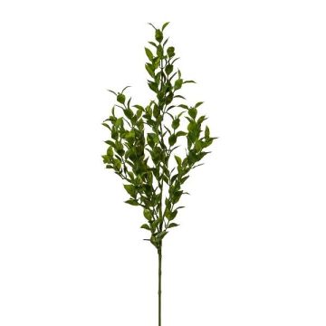 Ramo decorativo rusco SNERLO, verde, 70 cm Ramo decorativo rusco SNERLO, verde, 70 cm