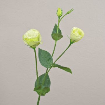 Ramo artificiale Lisianthus RINARA, verde crema, 65 cm