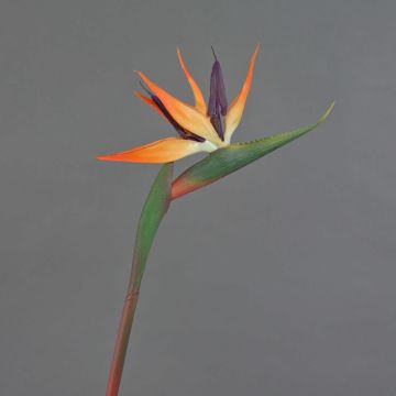 Fiore decorativo di Strelitzia DONGLIN, arancione-viola, 85 cm Fiore decorativo di Strelitzia DONGLIN, arancione-viola, 85 cm