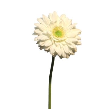Gerbera artificiale QIUDONG, crema, 50 cm
