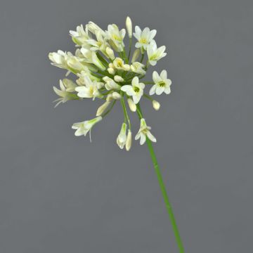 Agapanthus decorativo ASONG, crema, 75 cm