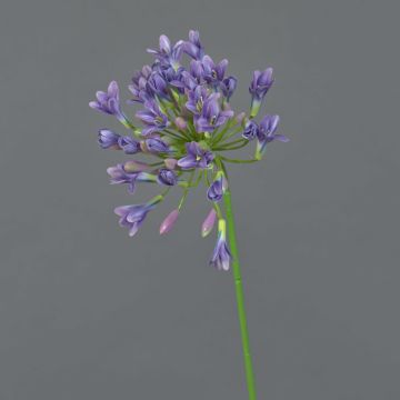 Agapanthus decorativo ASONG, lilla-blu, 75 cm