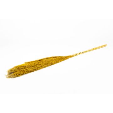 Mazzo di canne essiccate DONJETA, curry, 115-120cm, Ø15cm