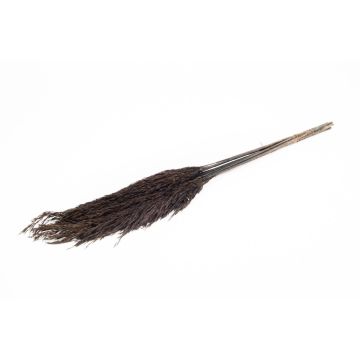 Mazzo di canne essiccate DONJETA, nero, 70-80cm, Ø15cm Mazzo di canne essiccate DONJETA, nero, 70-80cm, Ø15cm