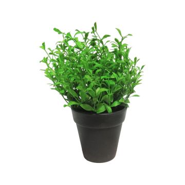 Erba decorativa di timo MASHUO in vaso decorativo, verde, 20cm Erba decorativa di timo MASHUO in vaso decorativo, verde, 20cm