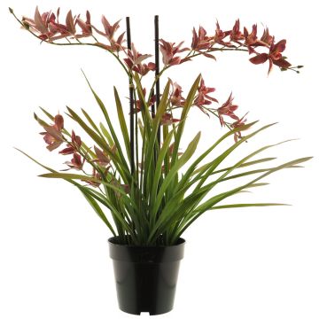 Orchidea Cymbidum artificiale XINGUI, rosso scuro, 70 cm Orchidea Cymbidum artificiale XINGUI, rosso scuro, 70 cm