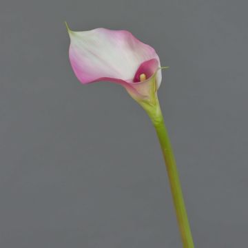 Calla di simulazione MARIOLA, rosa-bianco, 80cm, 8x15cm