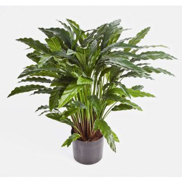 Pianta di calathea sintetica BAHATI, grande, verde, 85cm