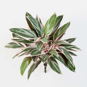 Cordyline sintetica THAIS su stelo, verde-rosa, 50cm
