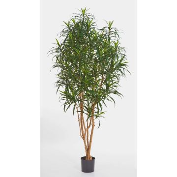 Dracaena anita artificiale KAYLIN, tronchi naturali, verde, 150cm