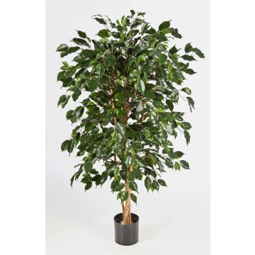 Albero di ficus artificiale DECIO, tronchi naturali, verde, 210cm