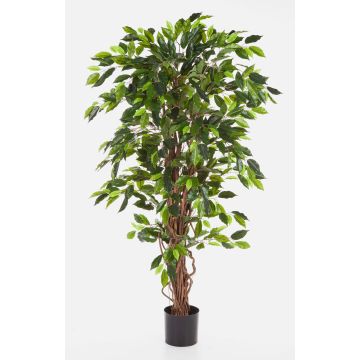 Ficus artificiale JARLAN, tronchi veri, verde, 150cm Ficus artificiale JARLAN, tronchi veri, verde, 150cm